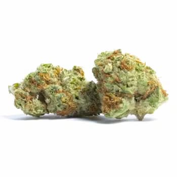 Papaya Stank > Original Sensible Seeds | Feminisierte Hanfsamen  |  Indica